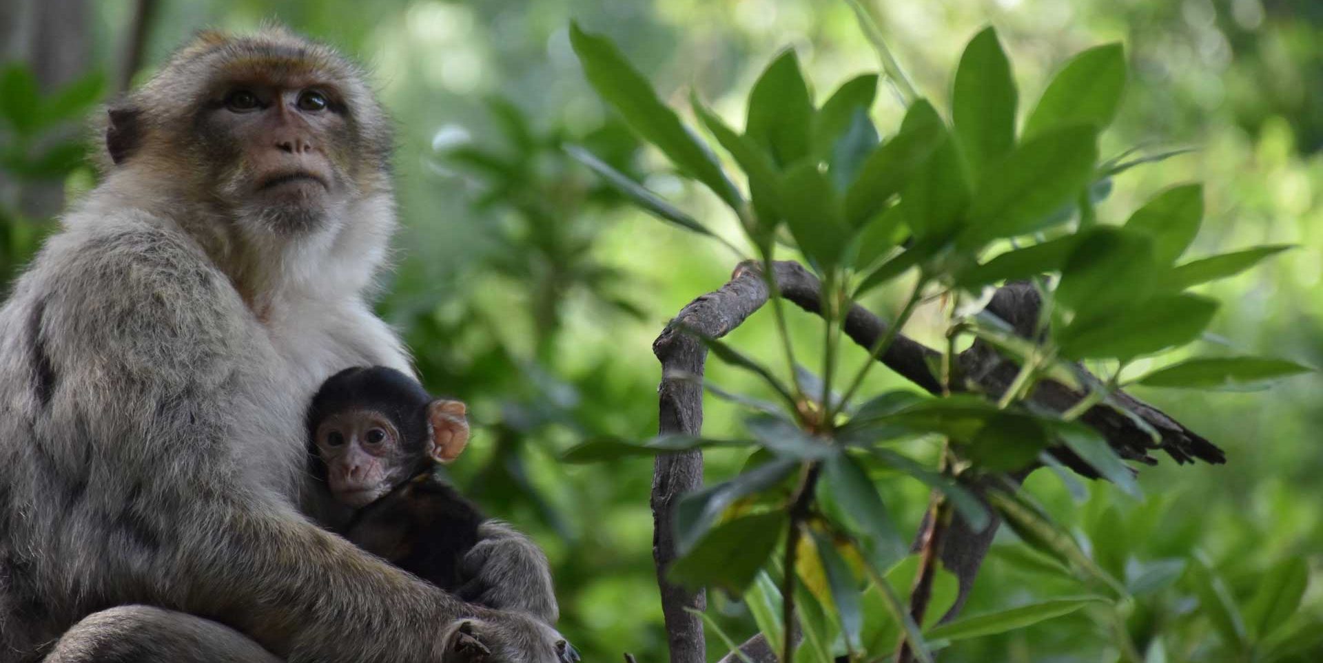 Montagne des singes