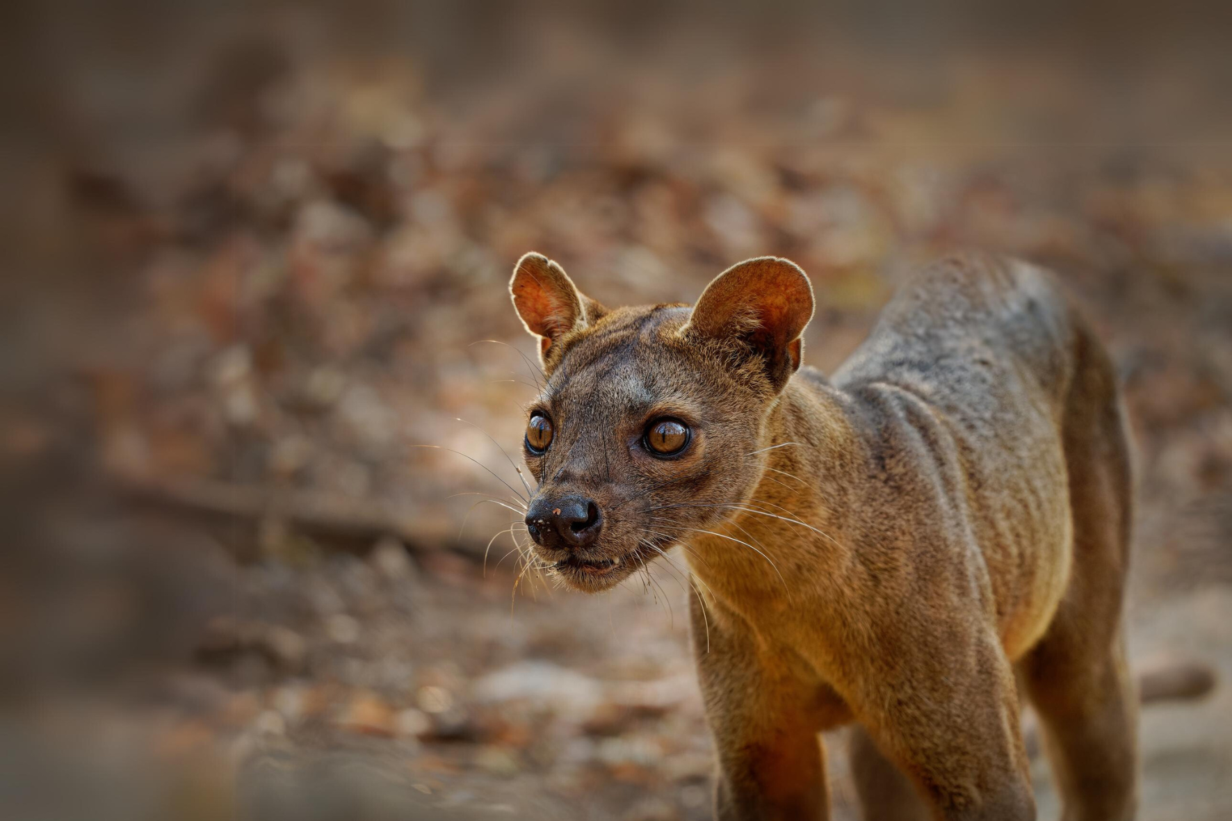 Fossa à Madagascar