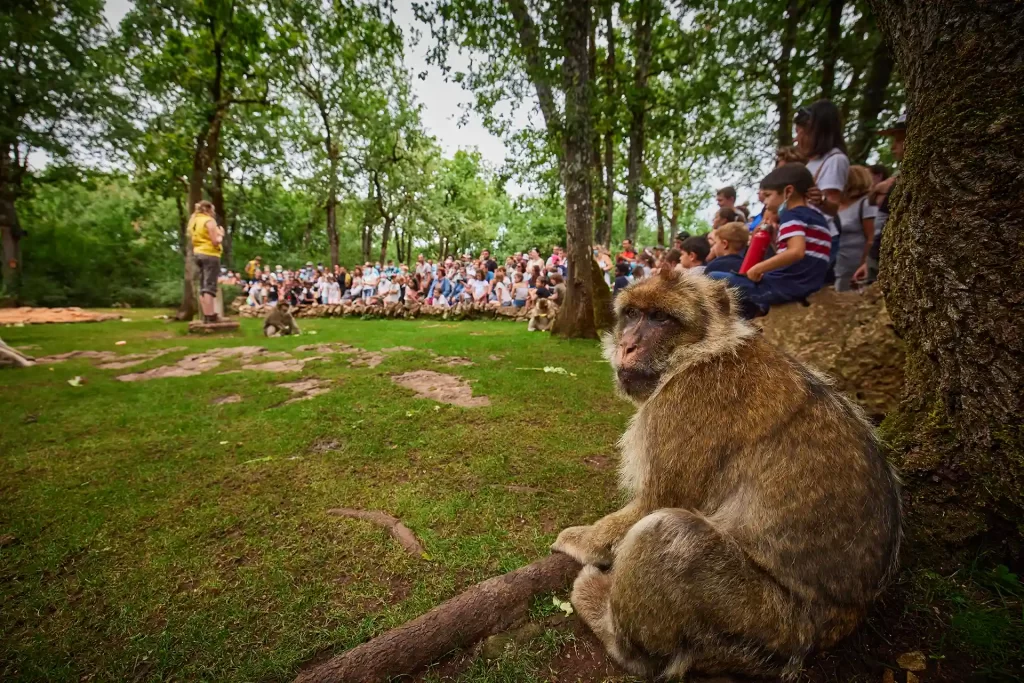 Forêt des Signes - Photos nourrissage singes