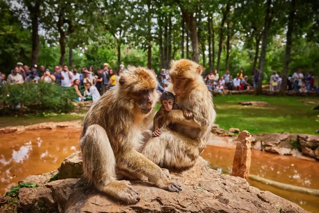 Petit déjeuner avec les singes