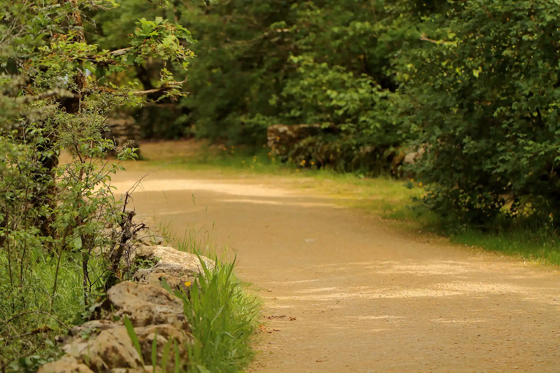 Forêt des Signes - Photos Handicape Accessibilité