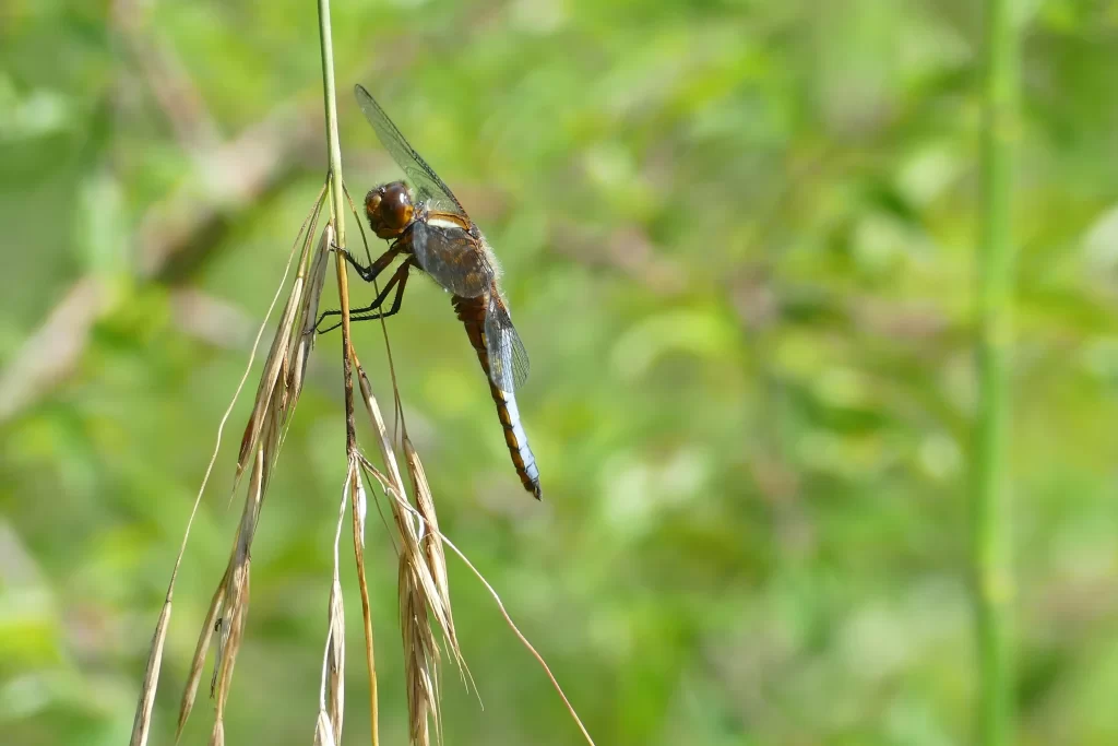 Forêt des Signes - Photos mare aux dragons