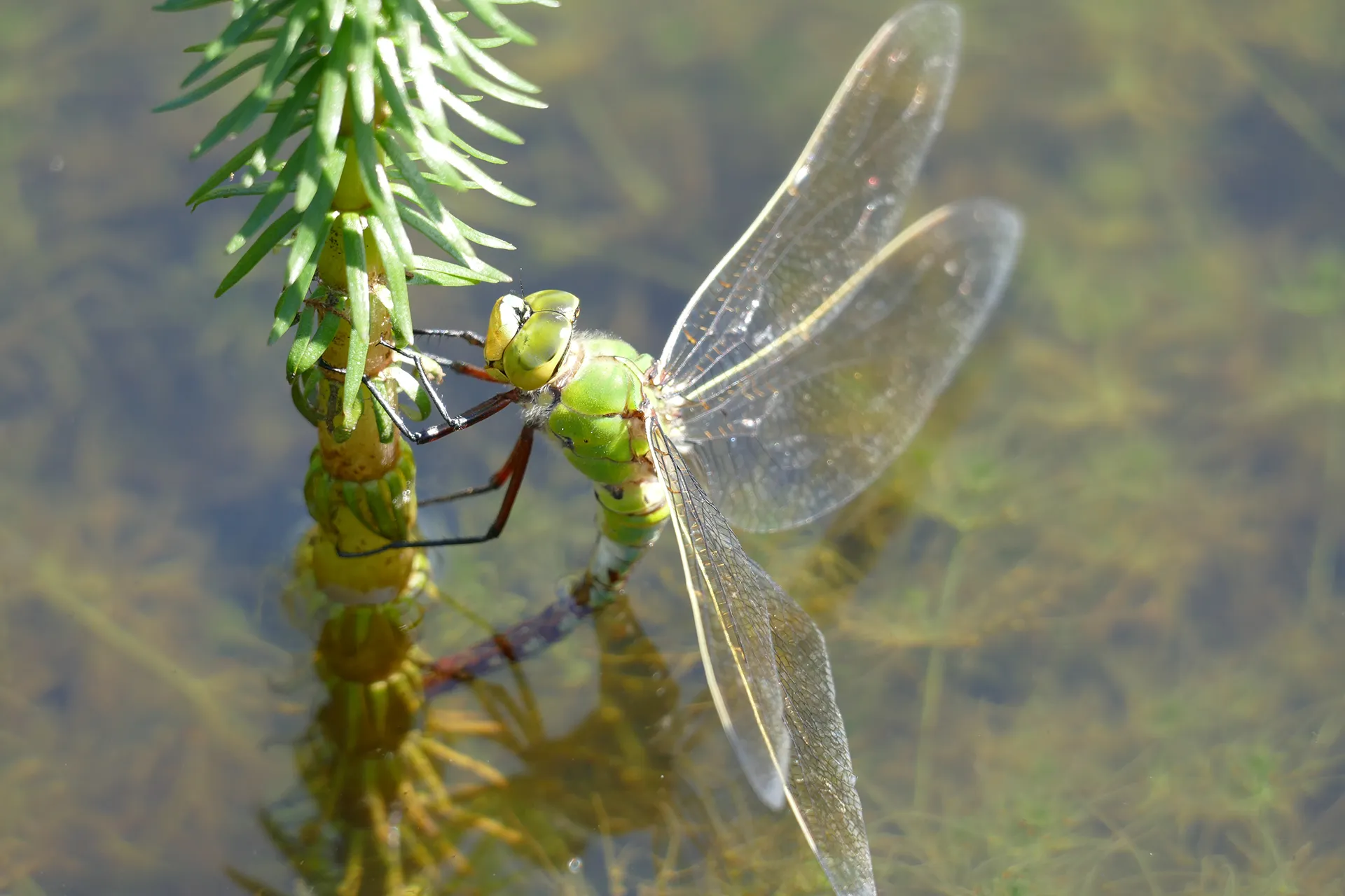 Forêt des Signes - Photos mare aux dragons