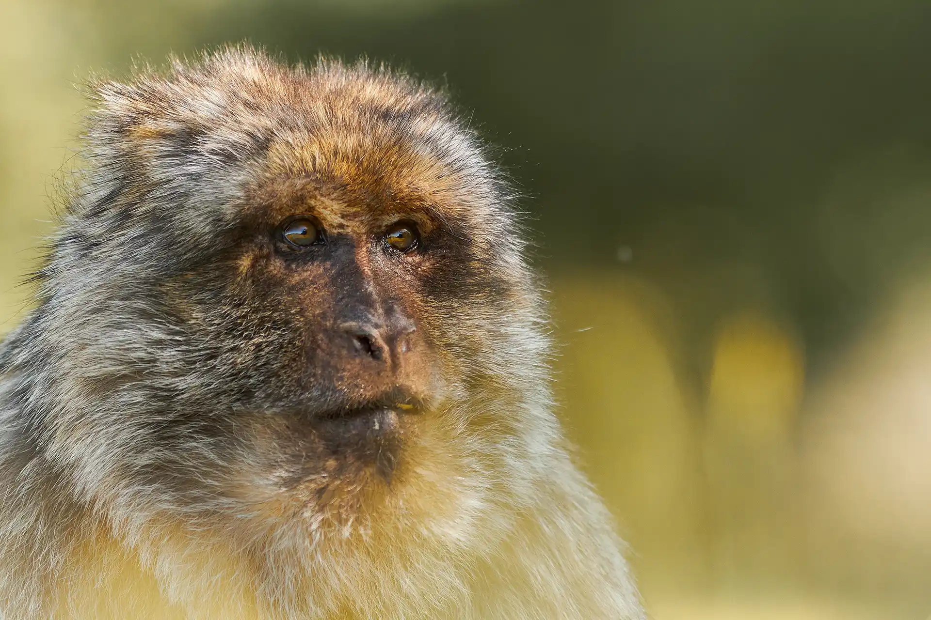 singes foret des singes