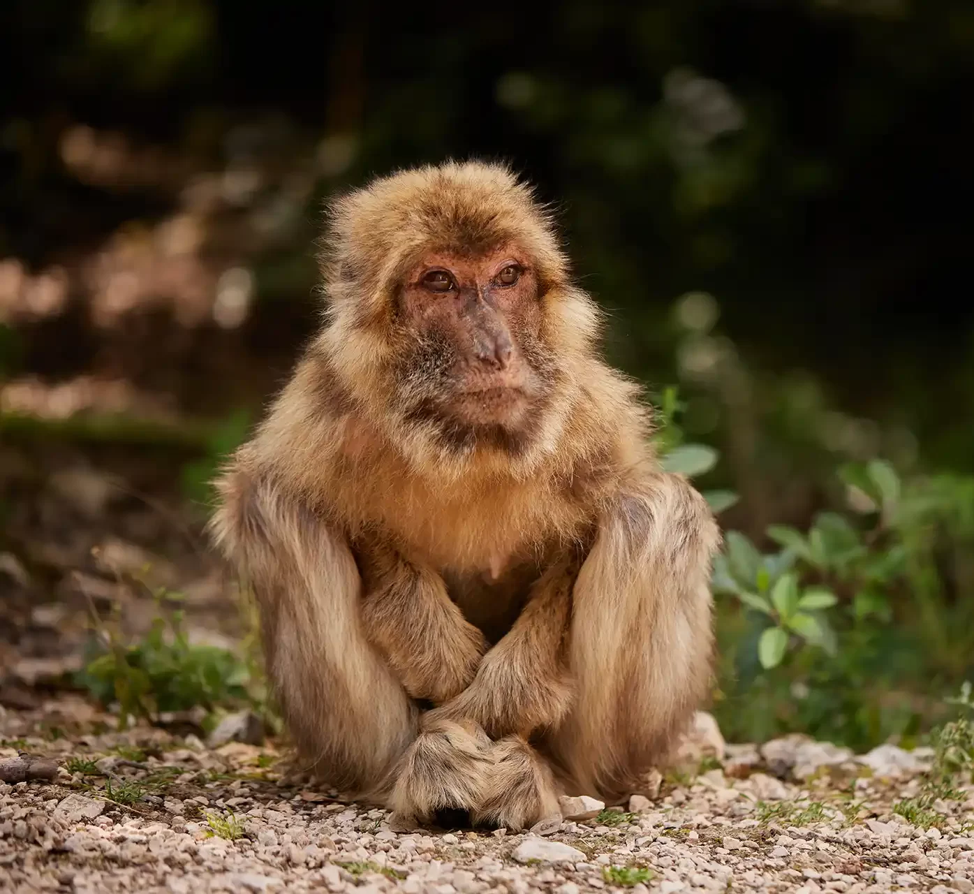 singes foret des singes