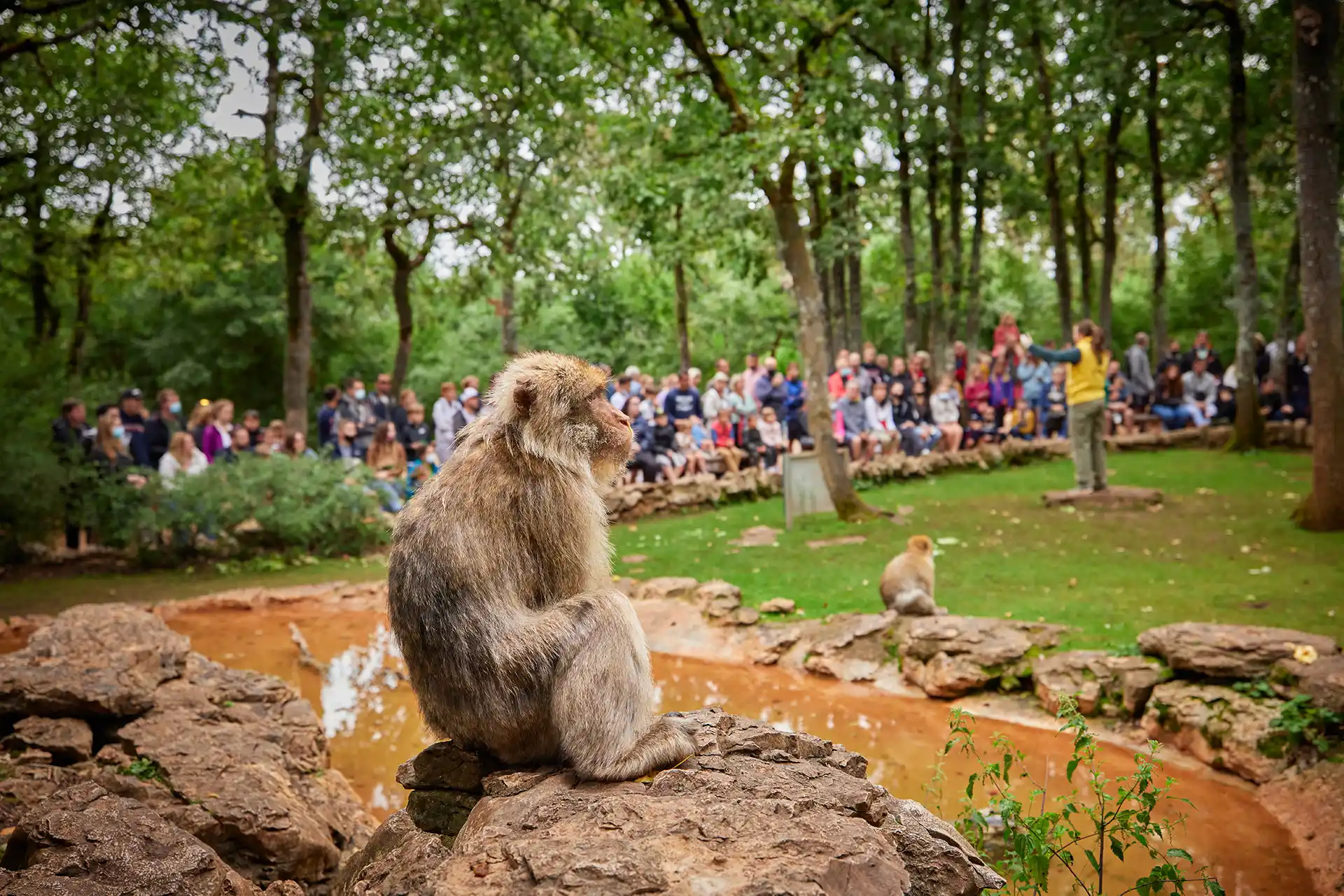 singes foret des singes