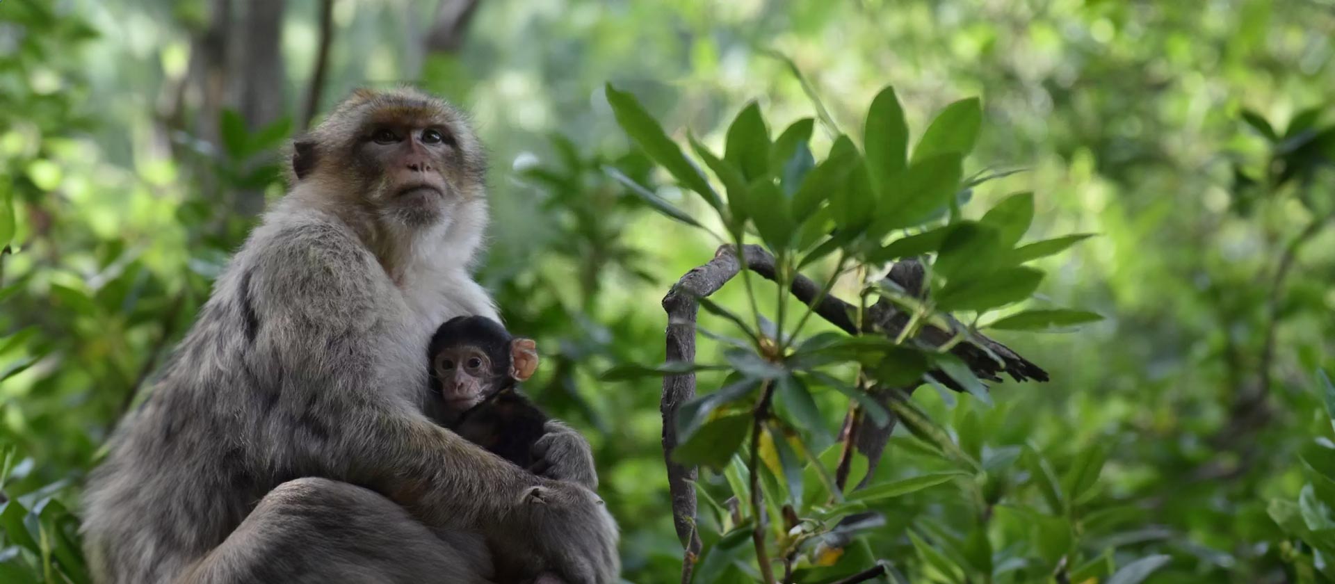 Forêt des singes